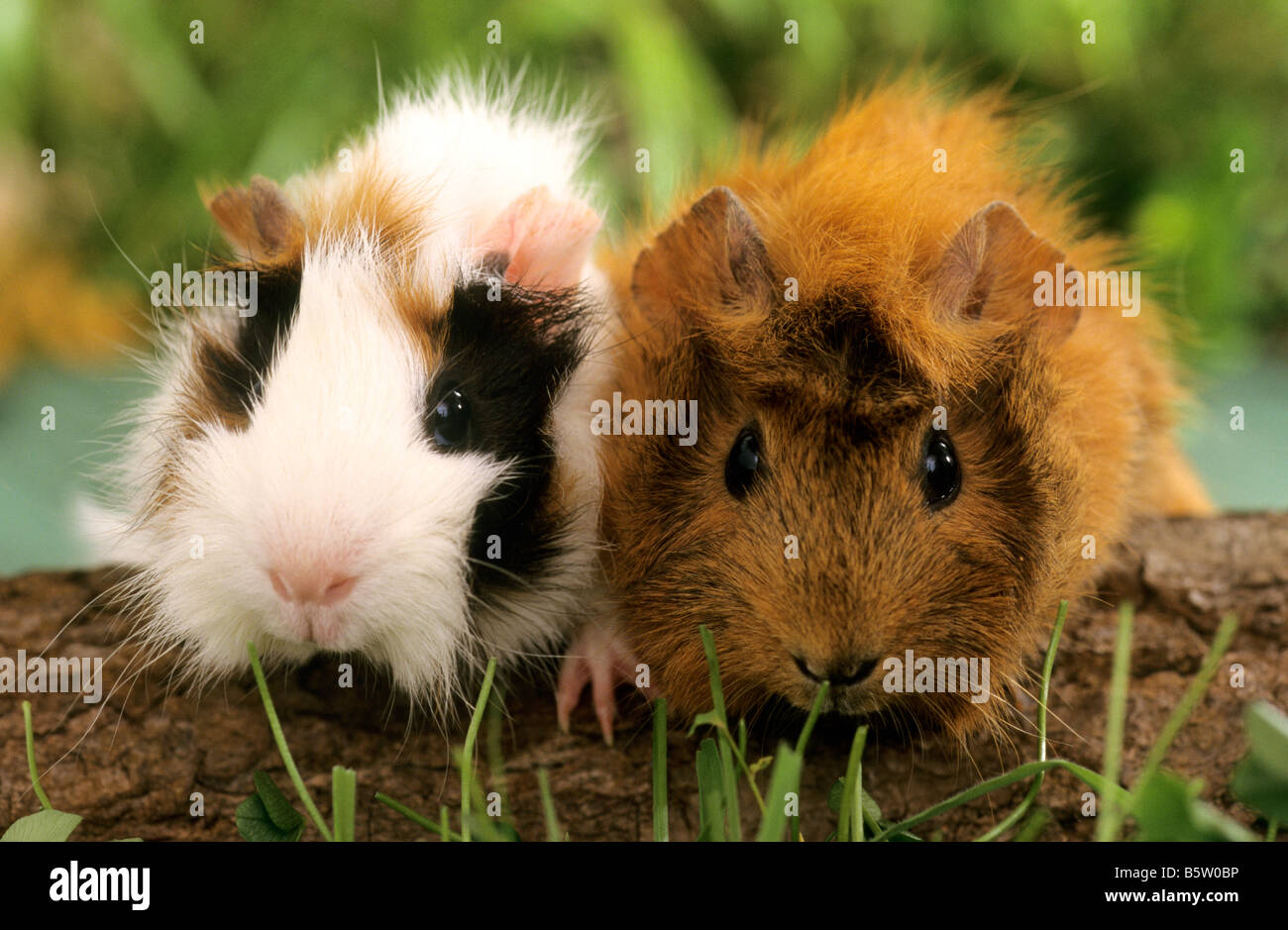 Cavy, Guinea Pig (Cavia aperea porcellus), two individuals on a log. Stock Photo