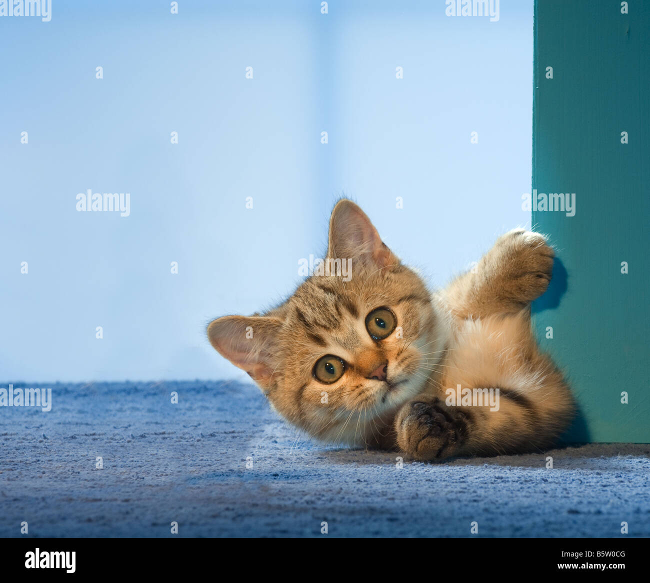 British Shorthair Cat Kitten Lying Behind Door Stock Photo