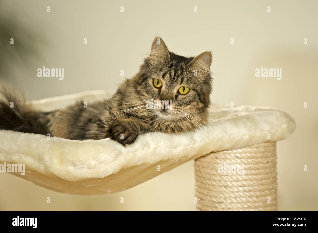 tabby cat - lying on scratching post Stock Photo