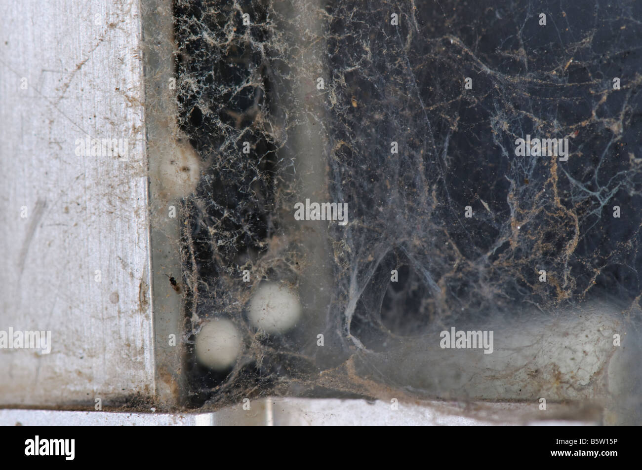 Dusty spider web on a windowsill with spider eggs and a dead fly ready