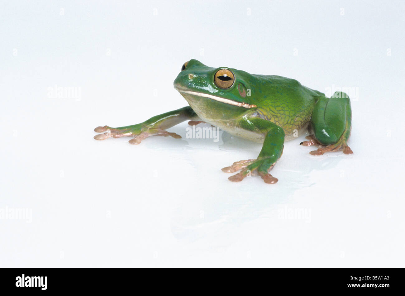 White-lipped Tree Frog (Litoria infrafrenata), studio picture Stock Photo