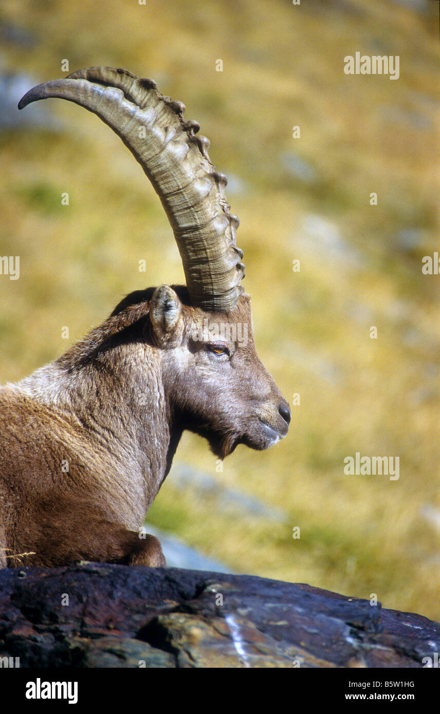 Steinbock  Cogne  Cogne Valley  Gran Paradiso national Park  Valle d'Aosta  Italy Stock Photo