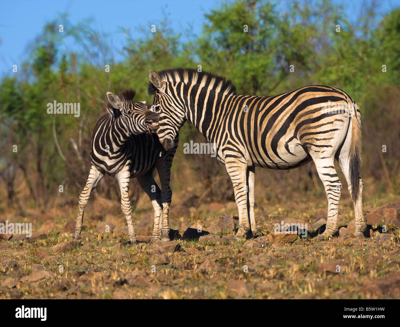 Wildlife interaction hi-res stock photography and images - Alamy
