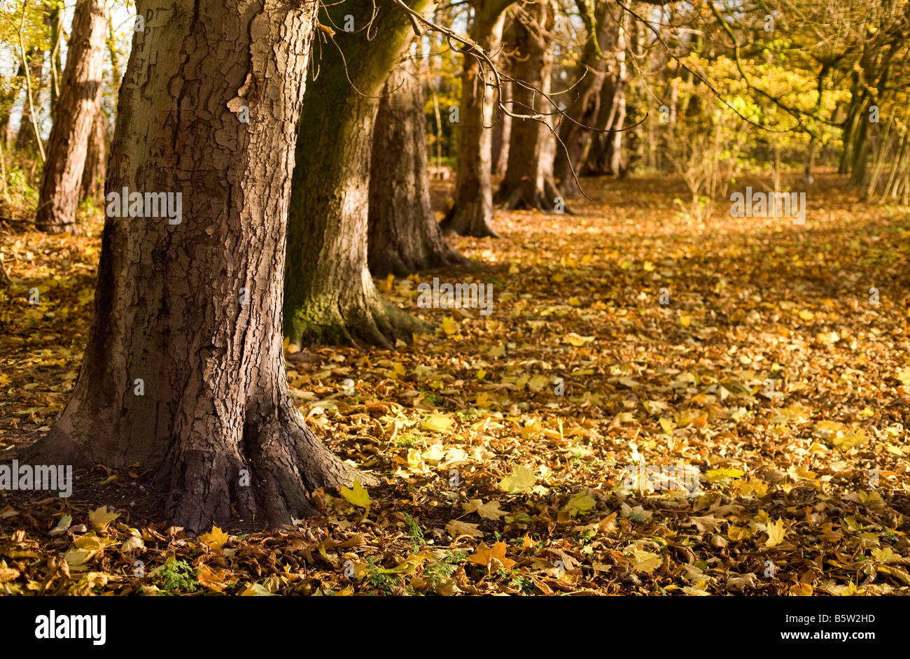 Fallen woodland trees hi-res stock photography and images - Alamy