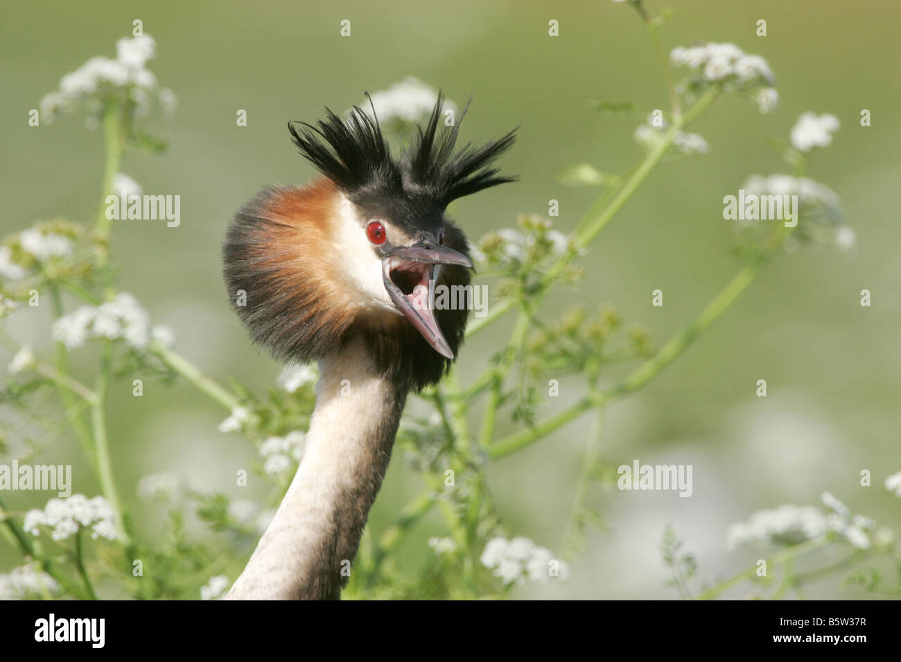 Great Crested Grebe. Angry adult Stock Photo