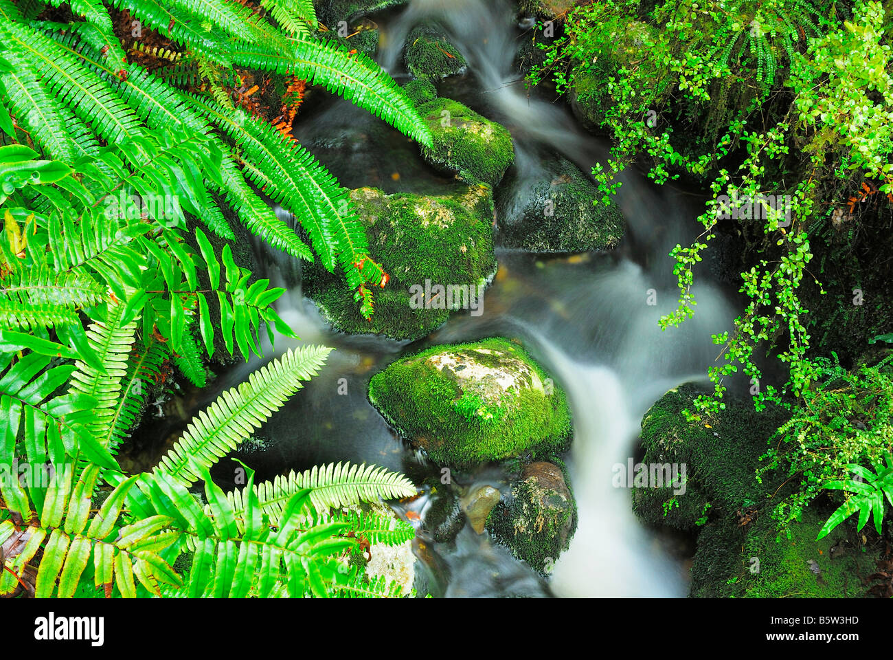 creek with fern, Fiordland National Park, World Heritage South West New Zealand, West Coast, South Island, New Zealand, Stock Photo