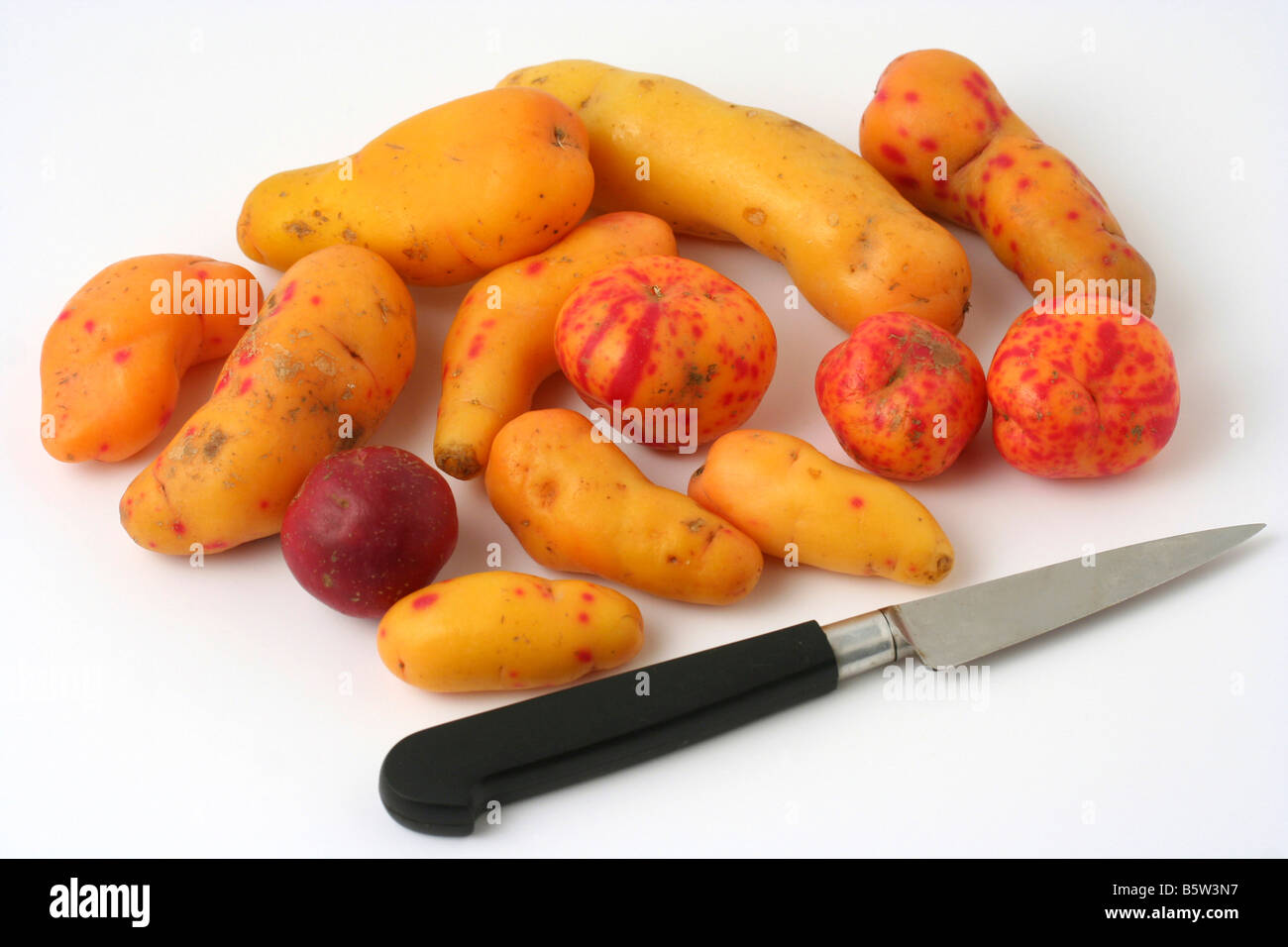Ulluco, Ullucus tuberosus Stock Photo Alamy