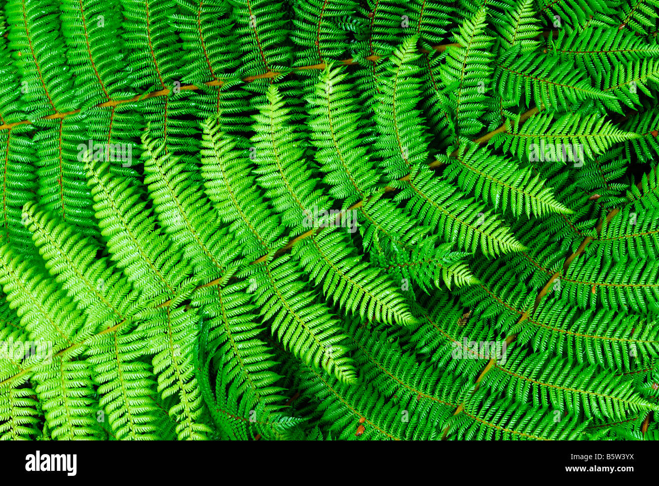 fern leaves, Fiordland National Park, World Heritage South West New Zealand, West Coast, South Island, New Zealand, February Stock Photo