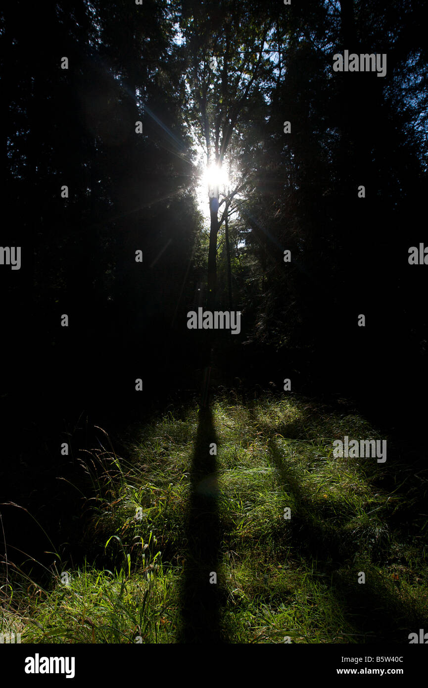 Sunlight breaking through a dark forest Stock Photo - Alamy