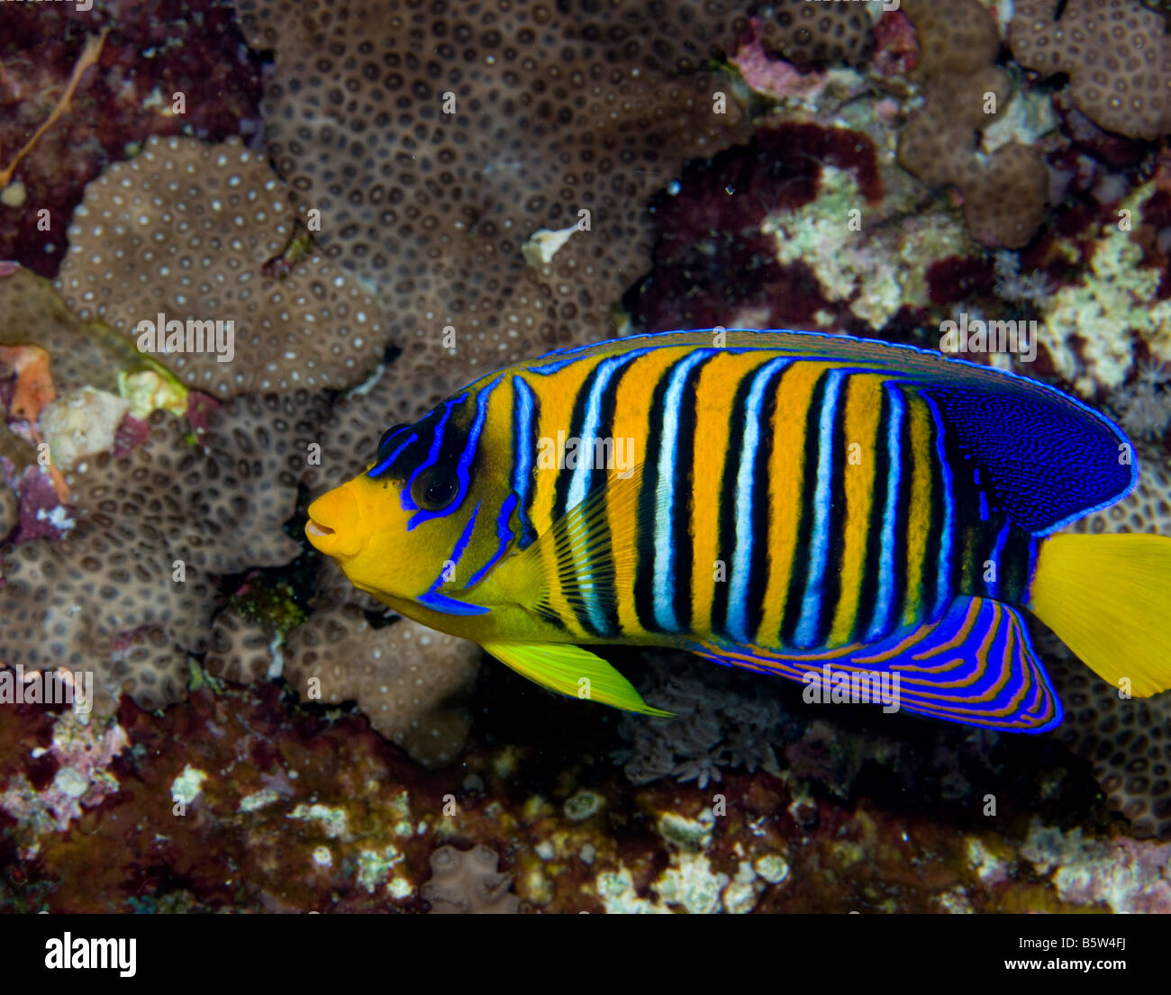 A Regal angelfish (Pygoplites diacanthus) on Daedalus Reef, in the Southern Red Sea. Stock Photo