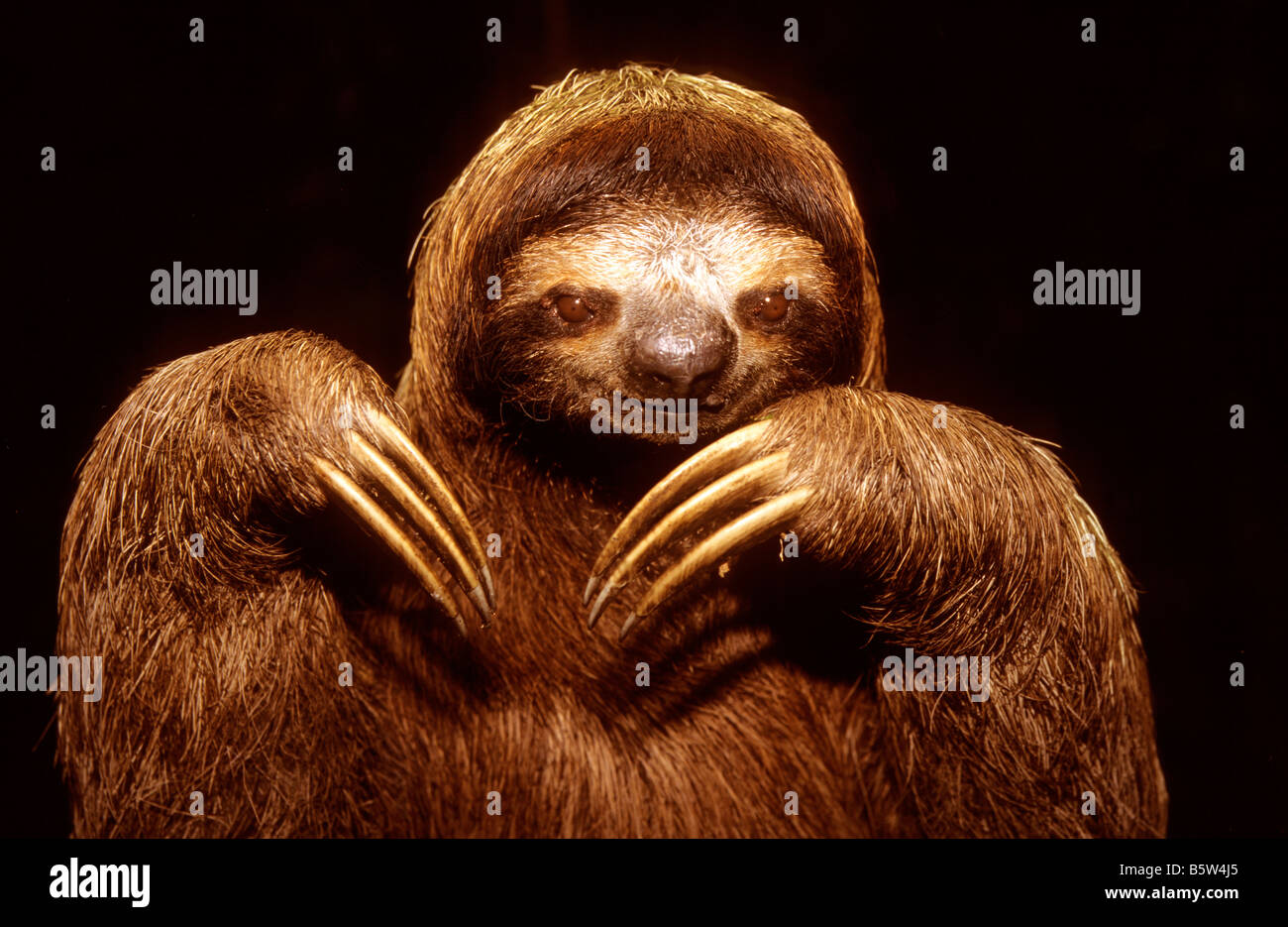 Brown Throated Three-Toed Sloth (Bradypus variegatus), portrait. Stock Photo
