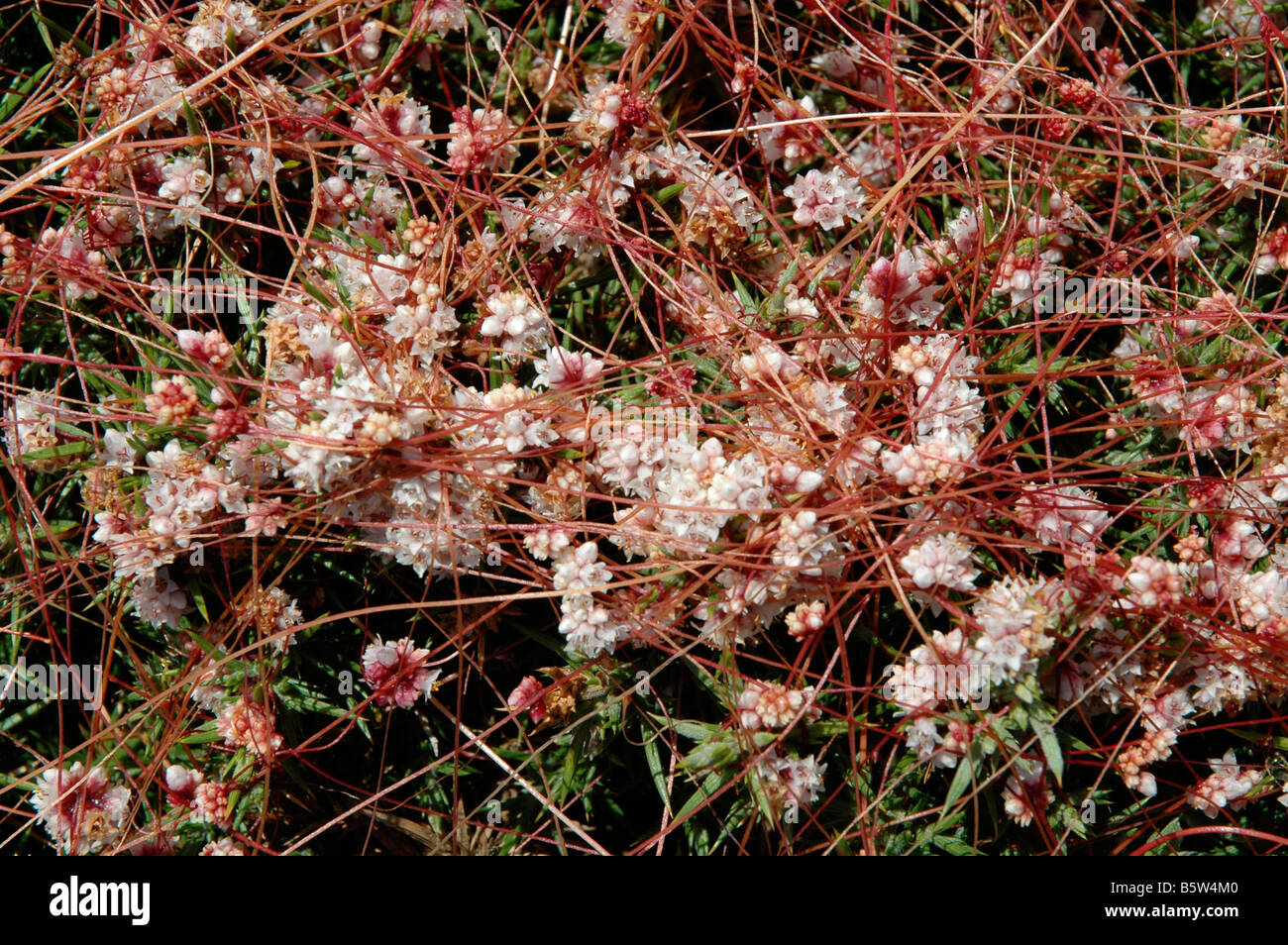 Dodder Cuscuta epithymum Cuscutaceae on gorse UK Stock Photo