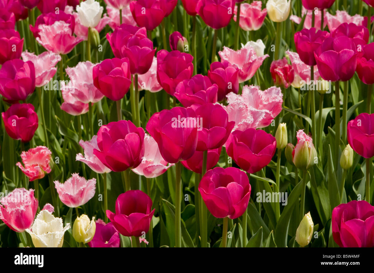 Lavender late tulips are set against pink fringed tulips at Longwood