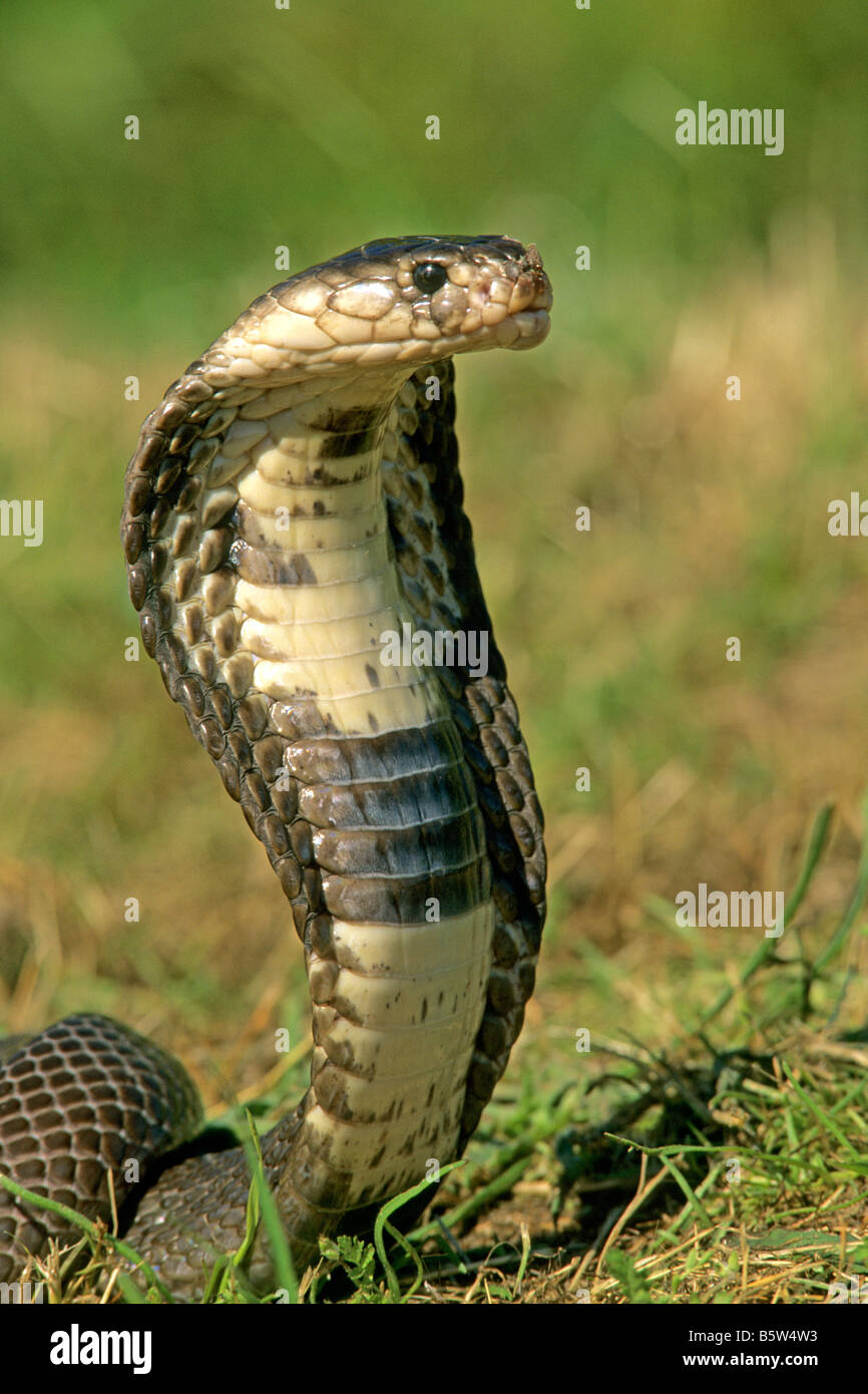 Indian Cobra, Spectacled Cobra (Naja naja) with head raised high ready to strike Stock Photo