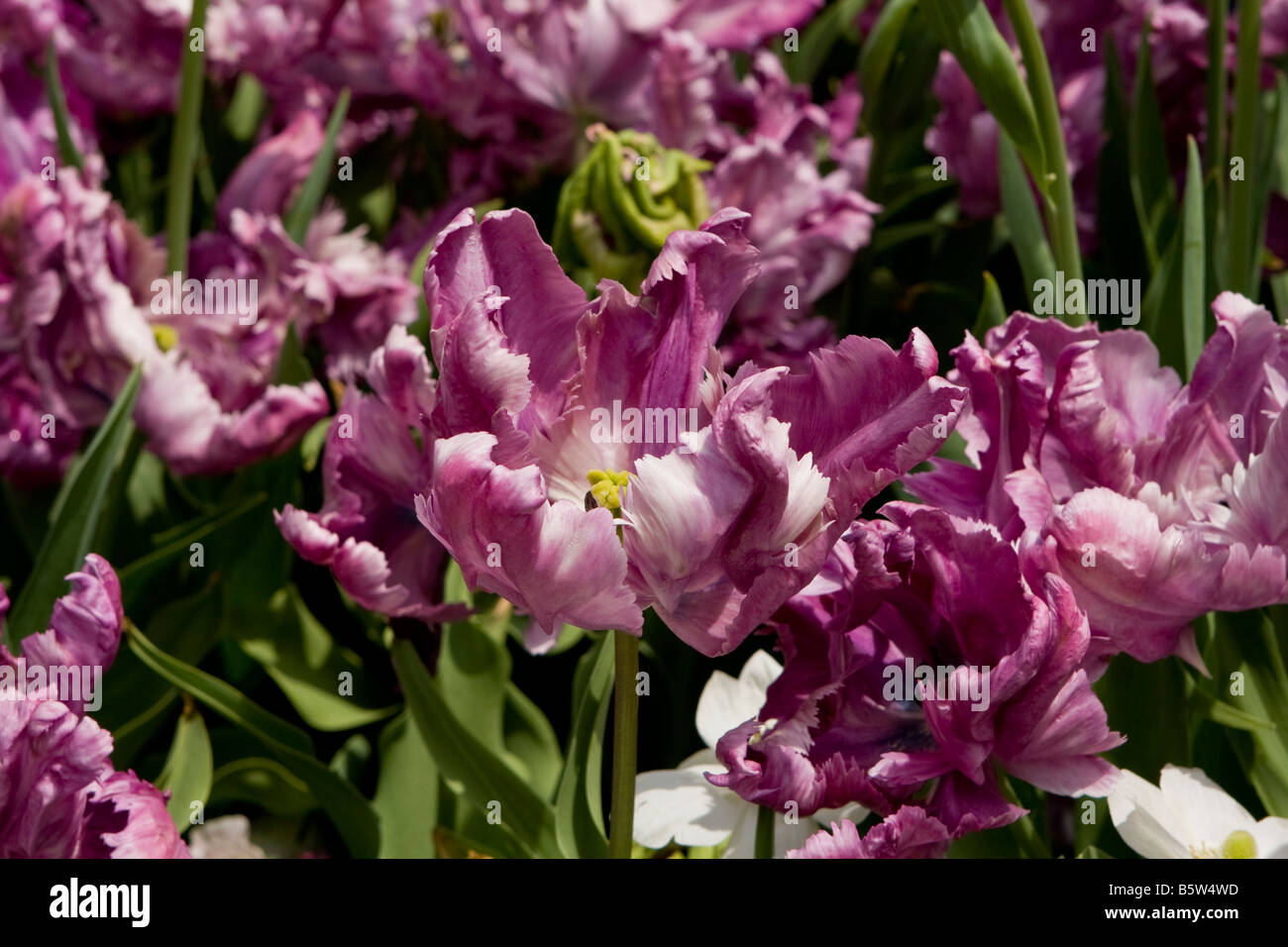 Lavenderpurple parrot tulips bloom in late April at Longwood Gardens in Pennsylvania Stock