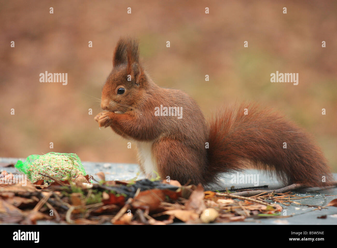 A squirrel is eating a nut Stock Photo Alamy