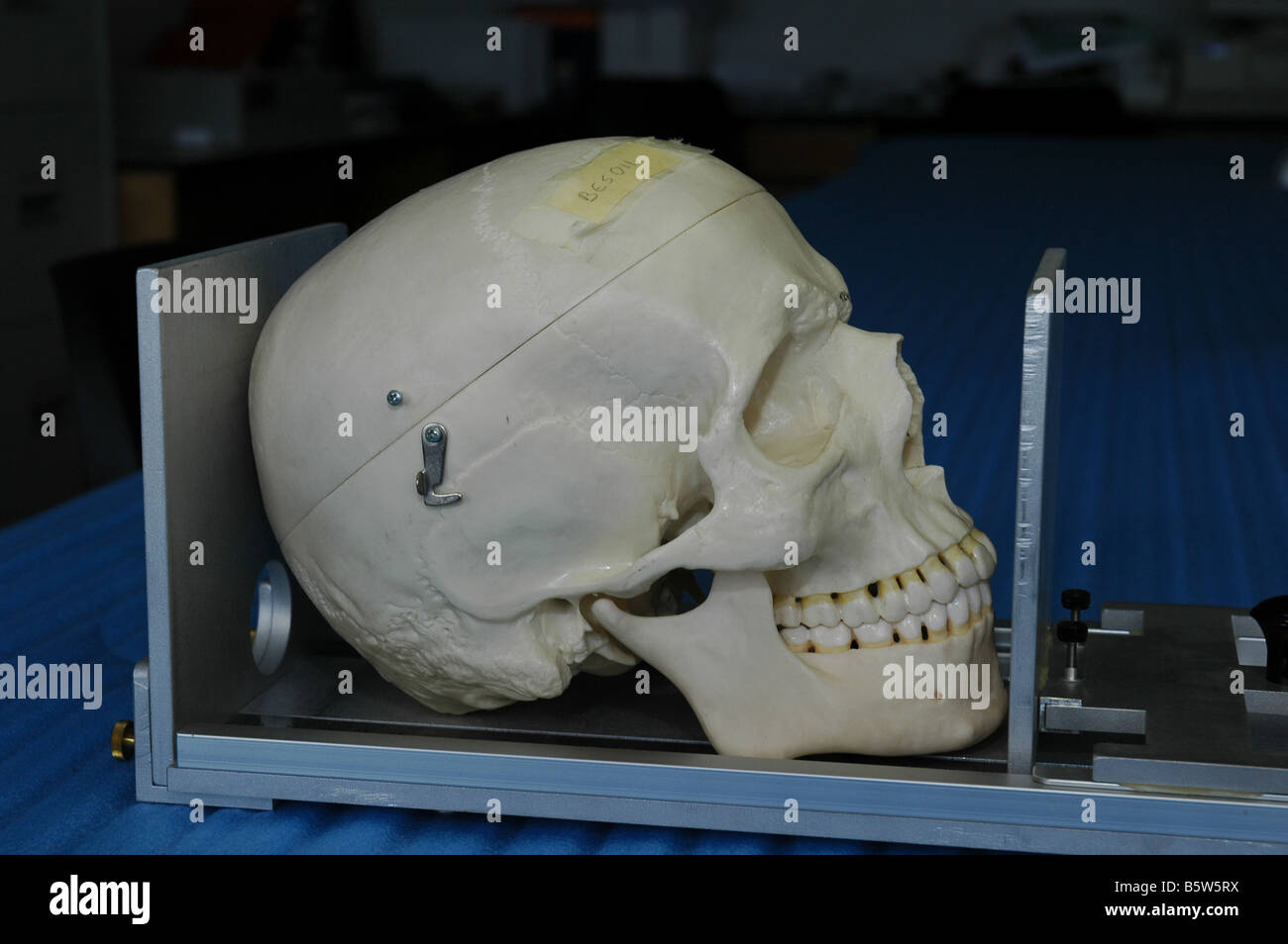 Bone length measuring device here with human hand bones used by forensic medical students at university Stock Photo