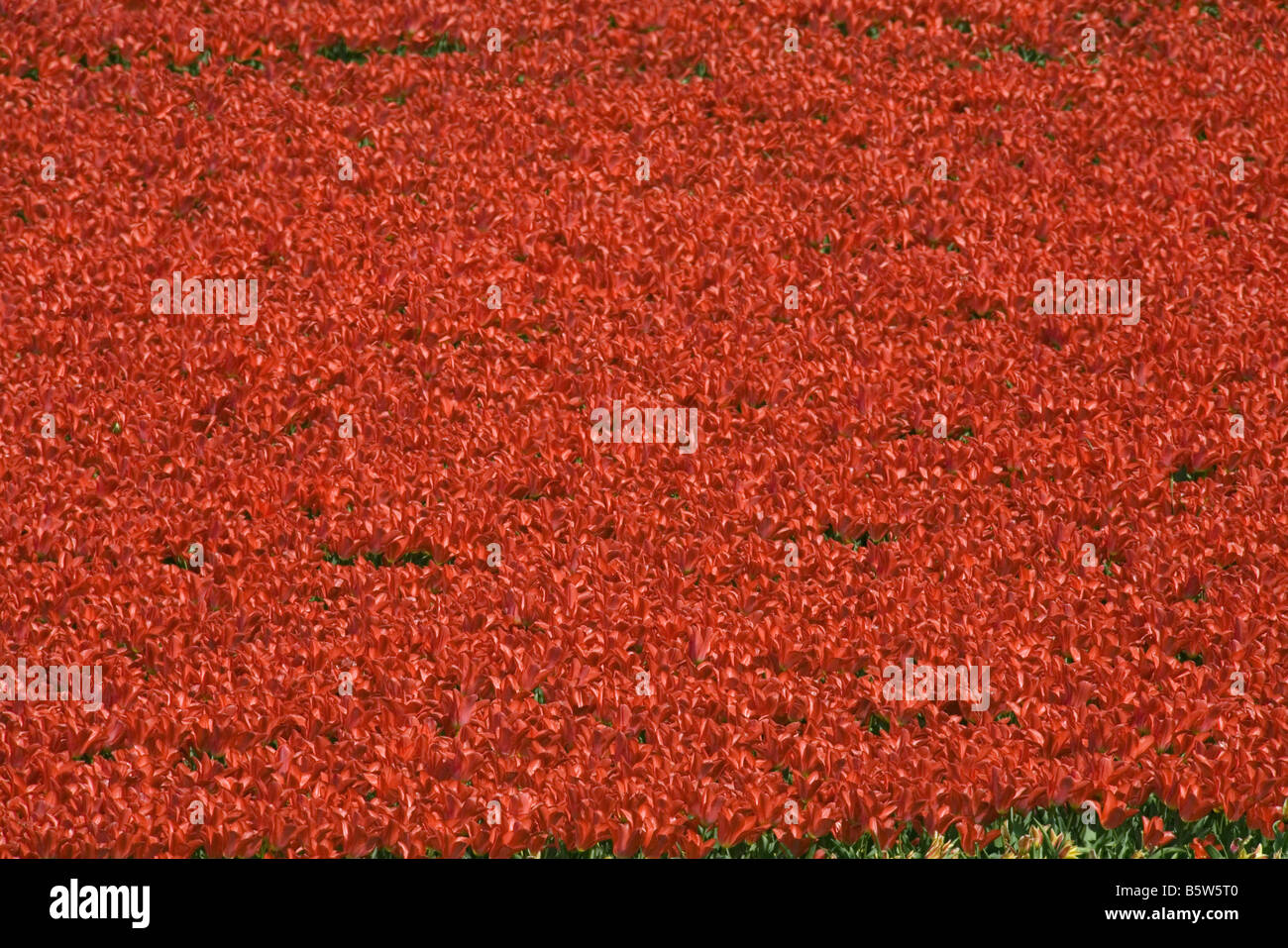 field of tulips Stock Photo - Alamy