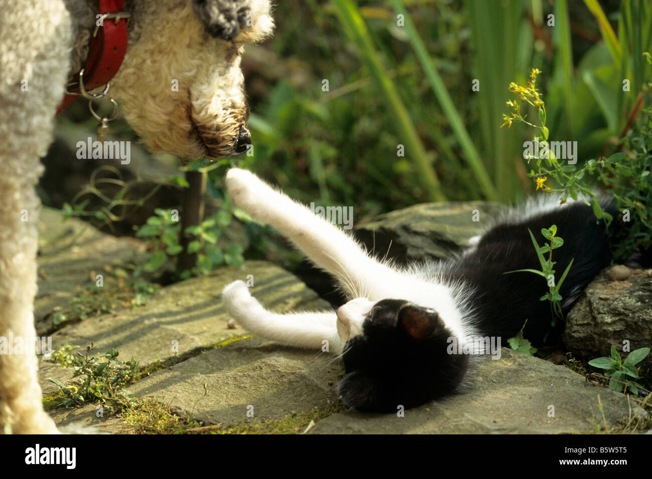 Domestic Cat (Felis silvestris, Felsi catus) with mongrel Stock Photo