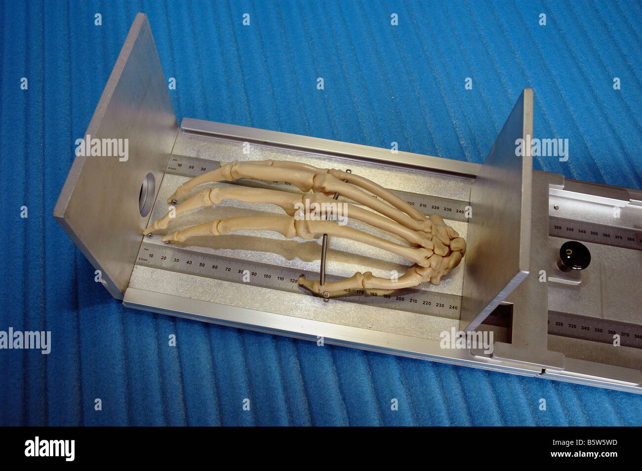 Bone length measuring device here with human hand bones used by forensic medical students at university Stock Photo