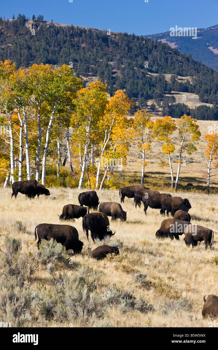 Lamar Valley Wyoming Hi res Stock Photography And Images Alamy