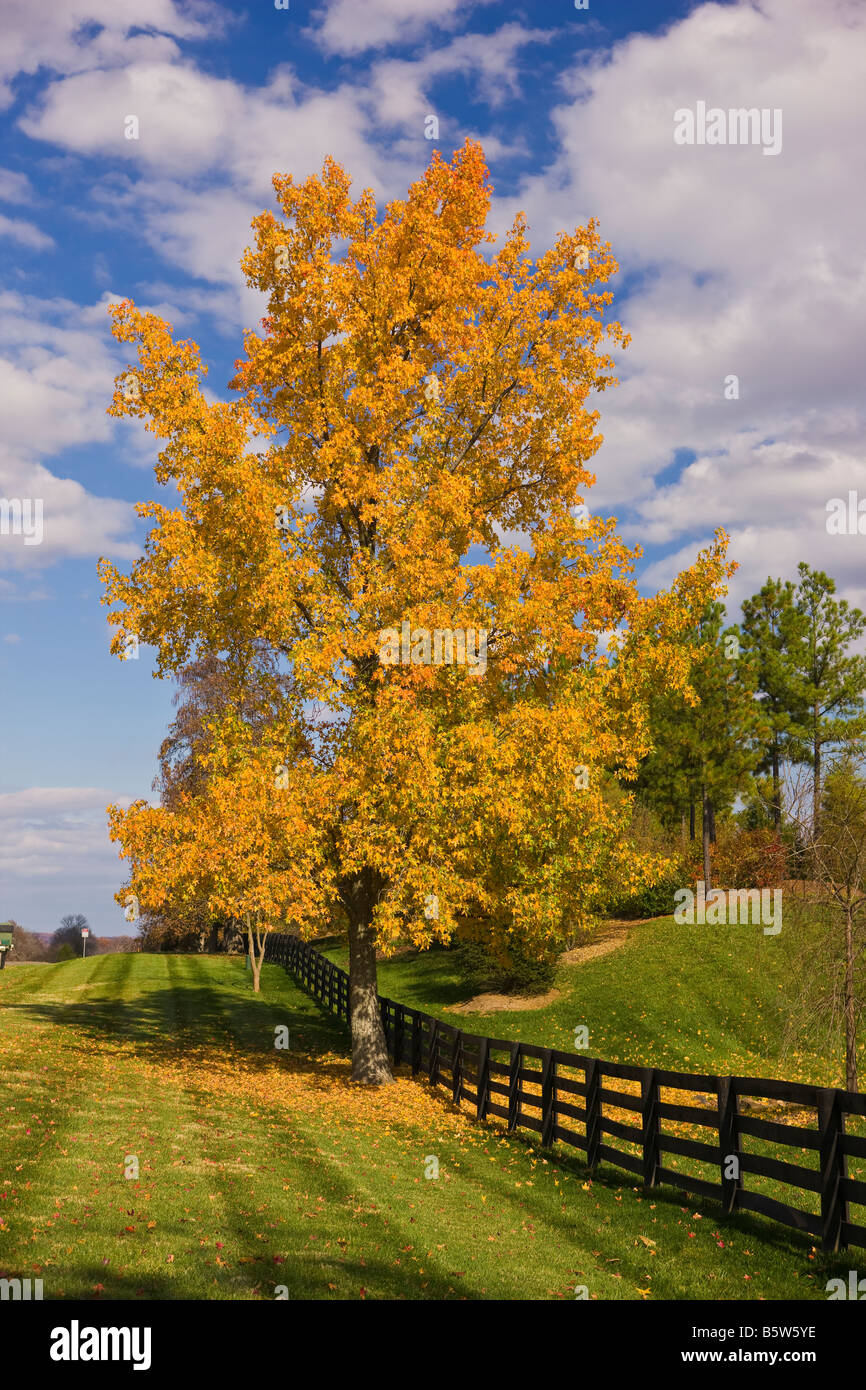LOUDOUN COUNTY VIRGINIA USA Colorful fall foliage on tree by fence