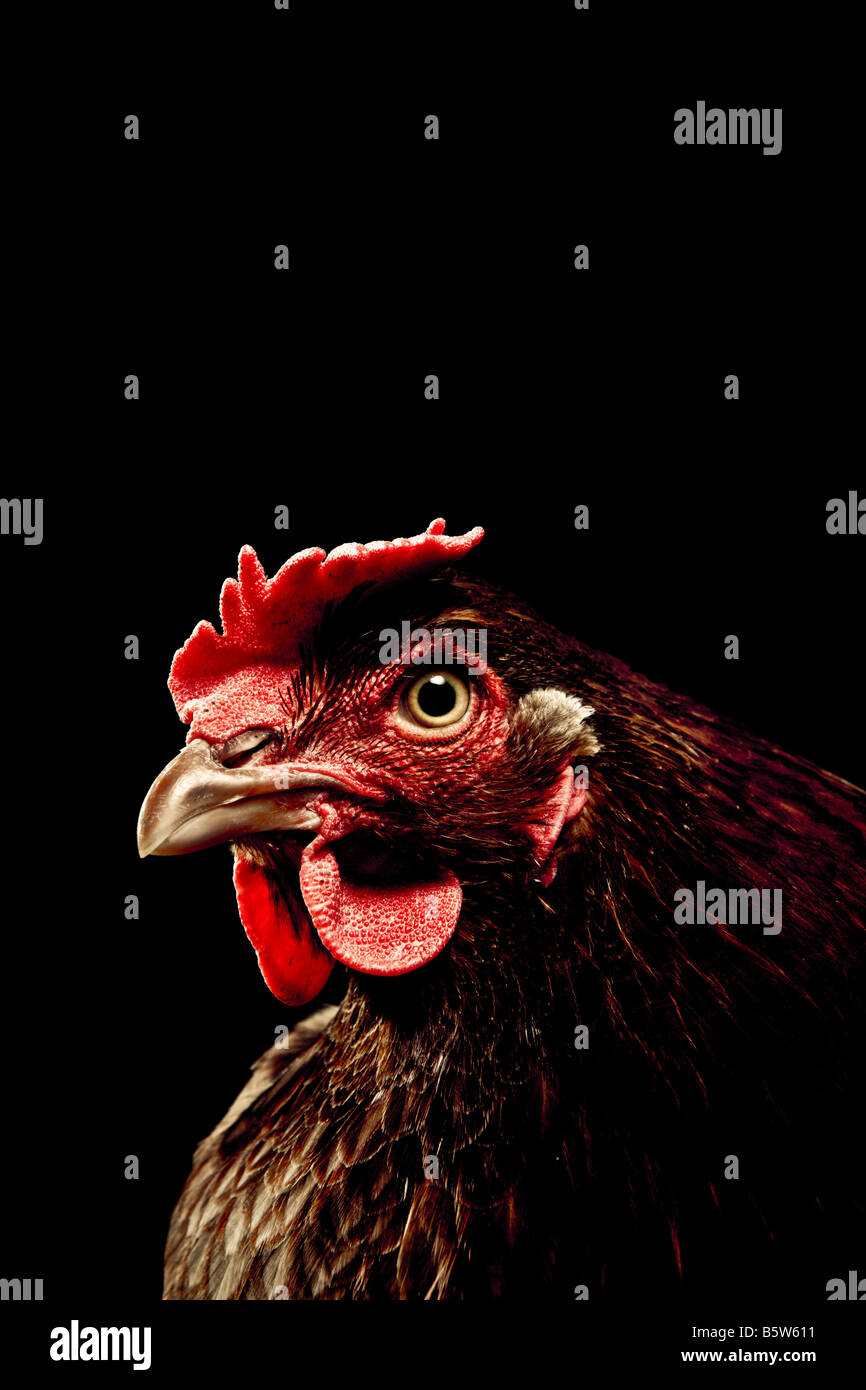 Portrait of a cockerel on a black background Stock Photo