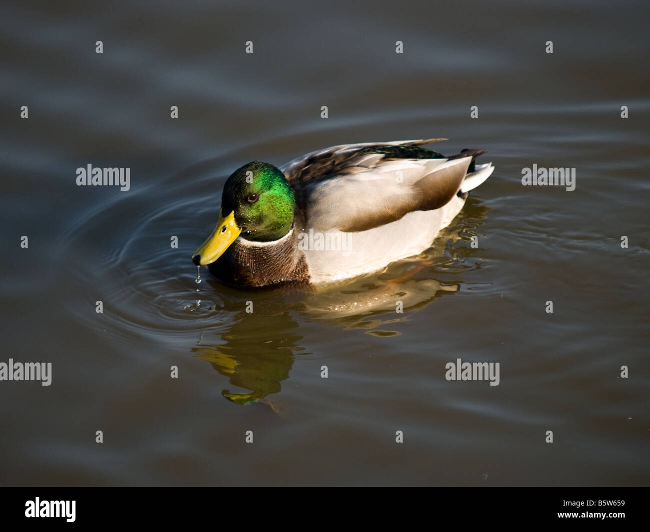 Mallard duck in soft early morning light Stock Photo
