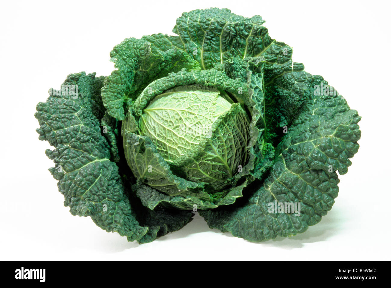 Savoy Cabbage (Brassica oleracea convar. capitata var. sabauda), studio picture Stock Photo