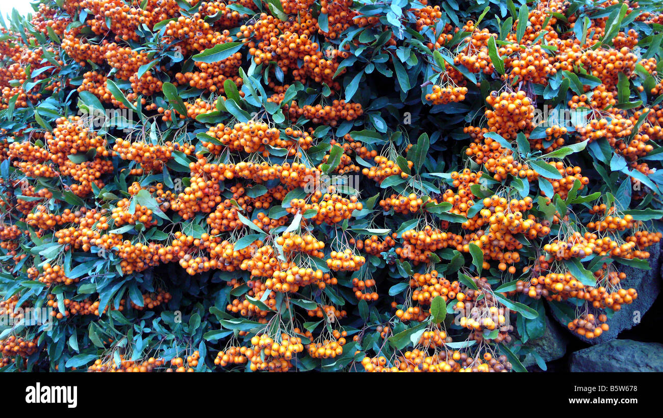 A Pyracantha Shrub Common Name Firehorn Showing A Mass Of Berries Stock Photo Alamy