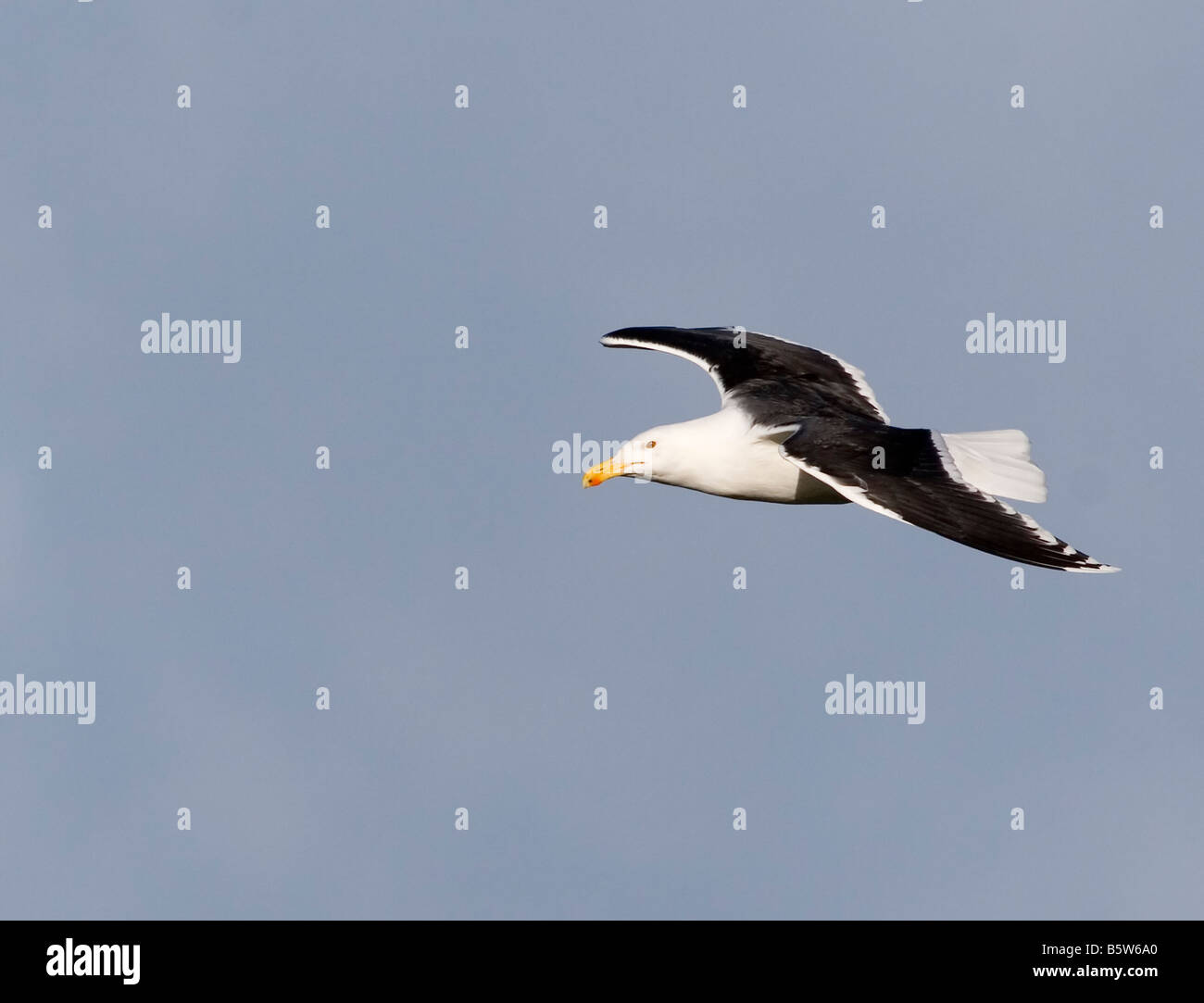 Lesser Black-backed Gull - Larus fuscus in flight Stock Photo