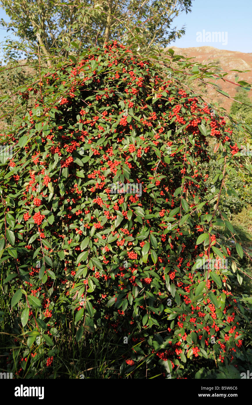 Trailing Cotoneaster  bush  showing berries in Autumn Stock Photo