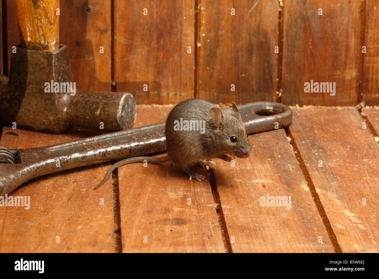 House mouse Mus musculus Midlands UK Stock Photo