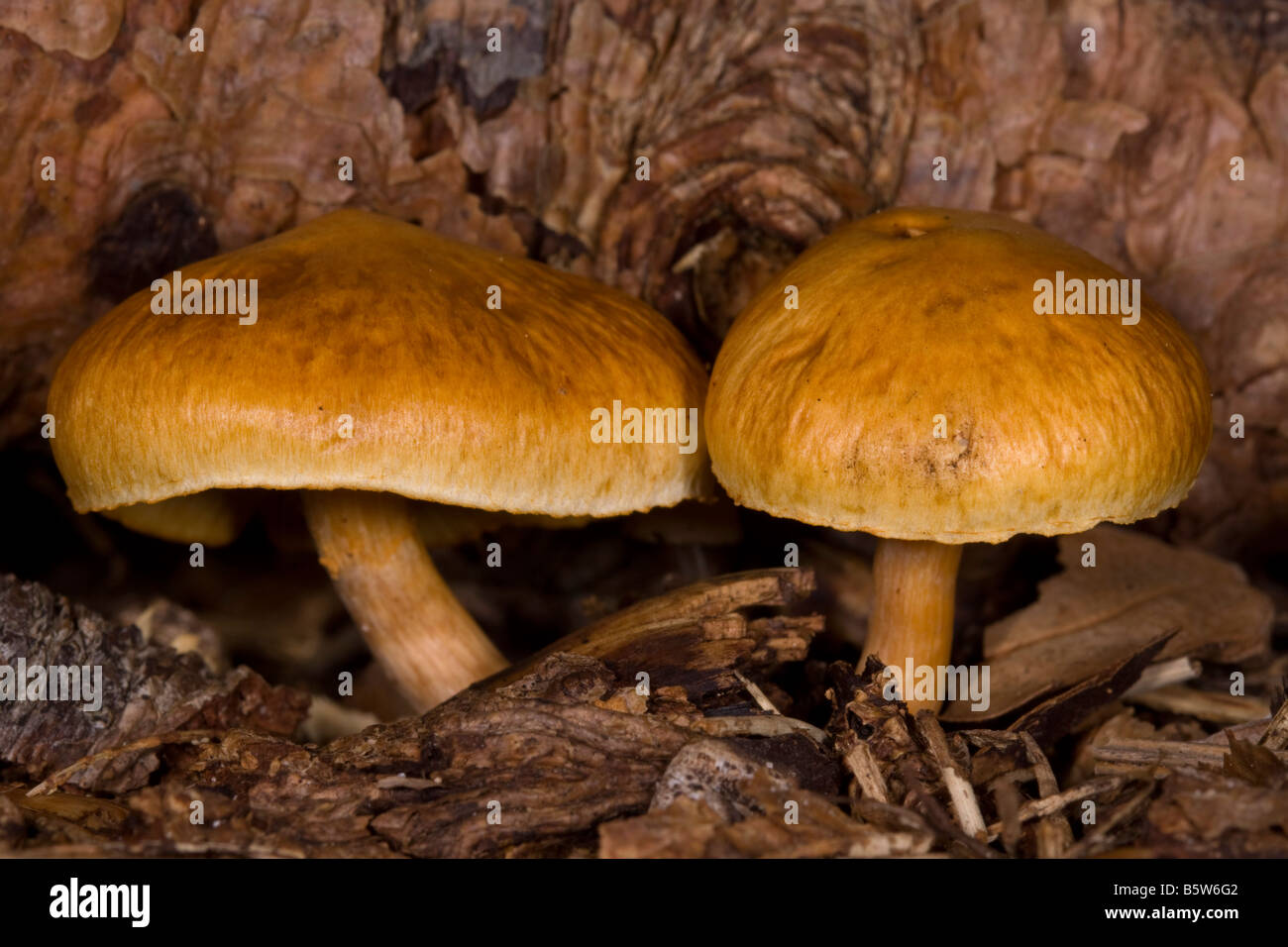 A macro shot of two mushrooms taken at Sopley Common, Dorset Stock Photo