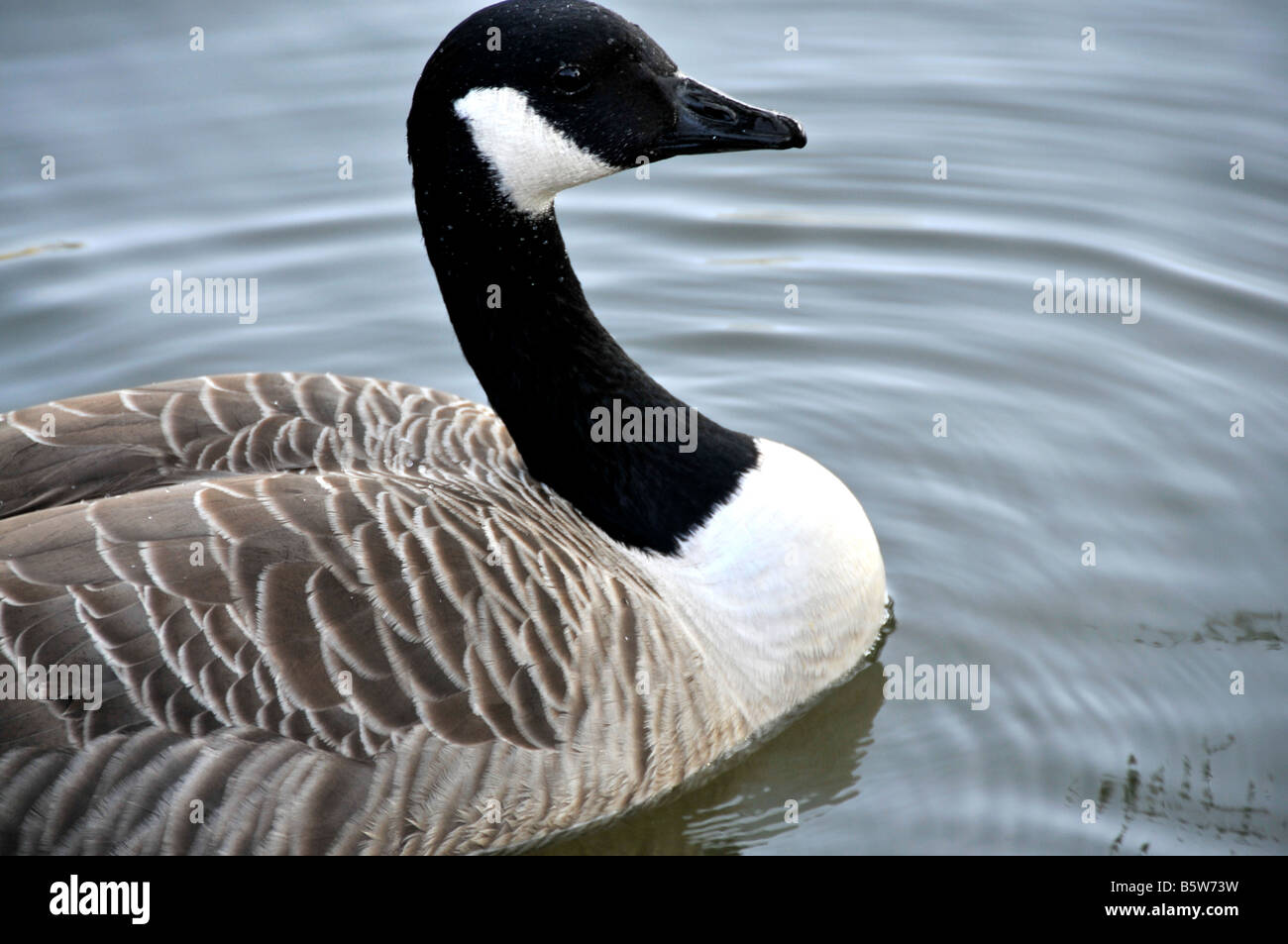 Female Mallard Duck (Anas plathyrrhynchos) Stock Photo