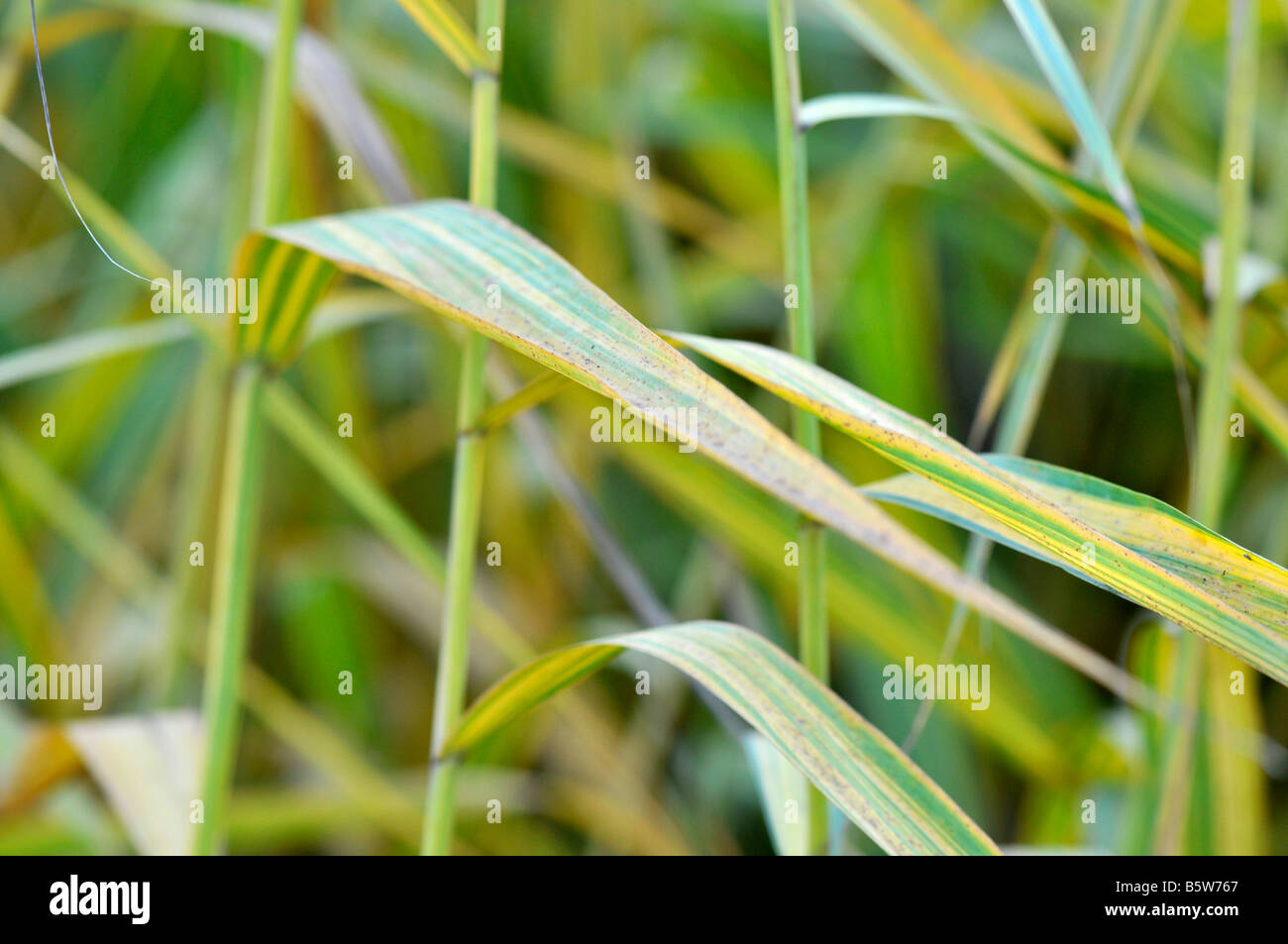 Phragmites australis - large perennial grass Stock Photo