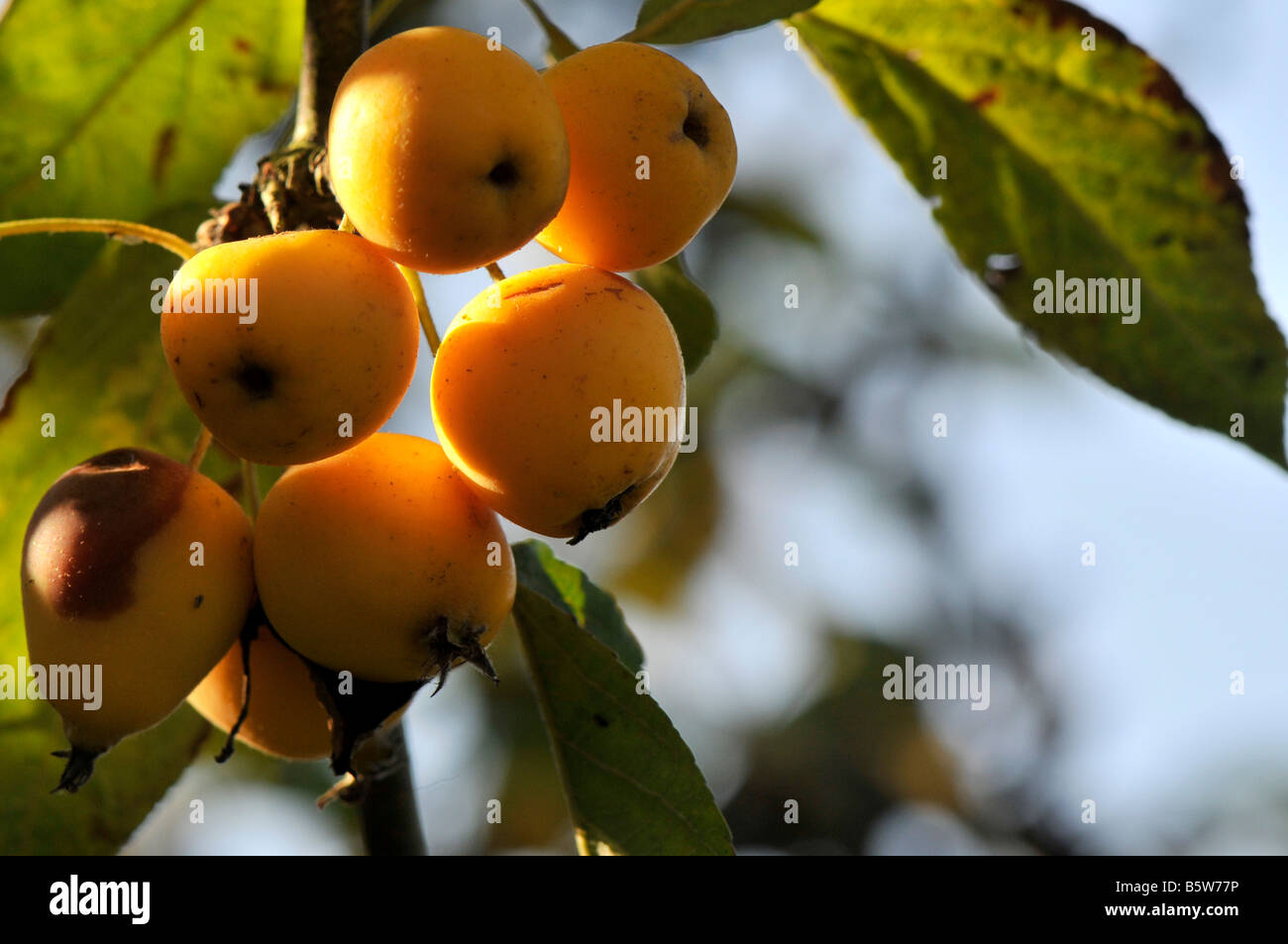 Malus, golden hornet - Cultivar of crab apple Stock Photo