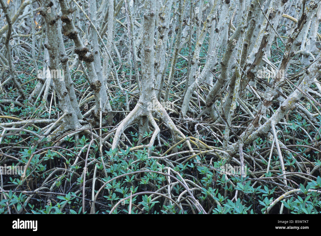 Mangrove prop roots Stock Photo