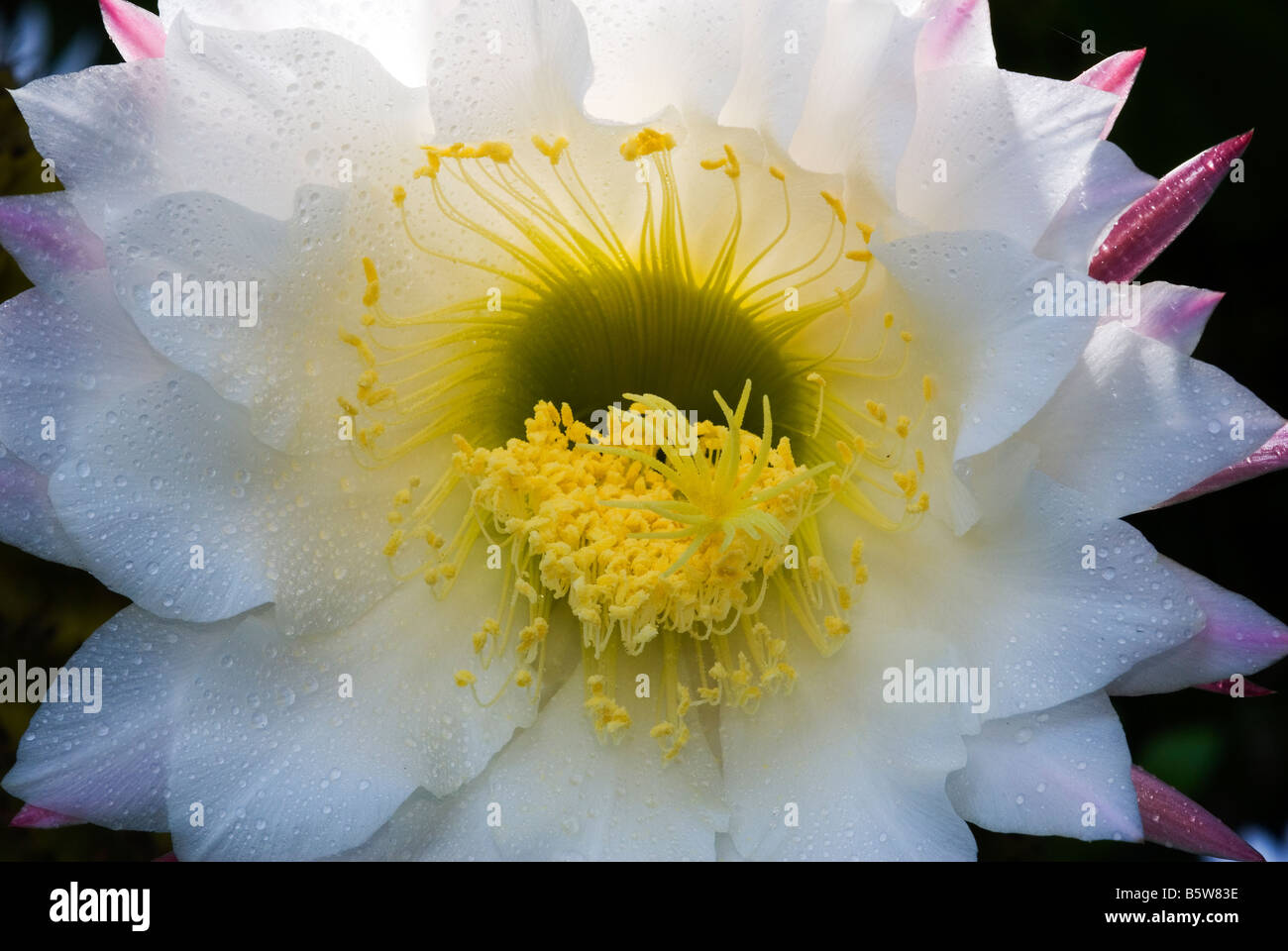 cactus flower Stock Photo