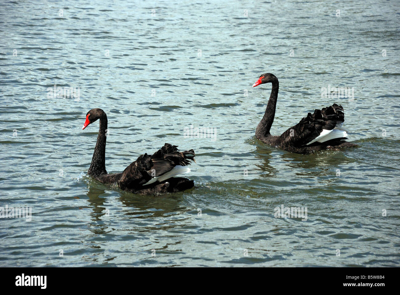 PAIR OF BLACK SWANS SWIMMING ON LAKE CYGNUS ATRATUS ORIGINATED IN AUSTRALIA THEN INTRODUCE TO NEW ZEALAND AND FEW INTRODUCED ELS Stock Photo