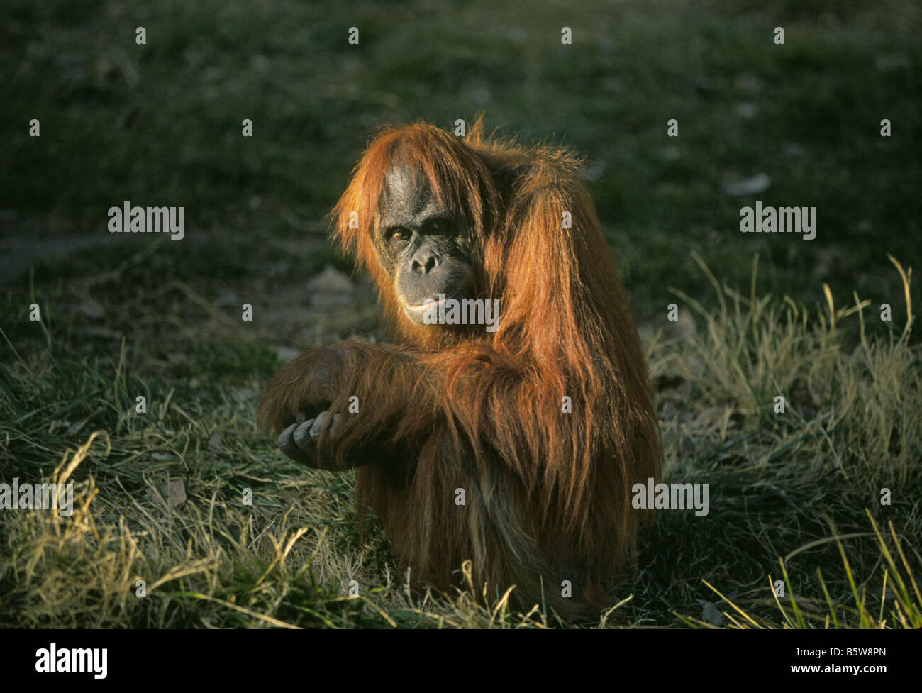 A young orangutan looks wistfully at the camera in a shady spot in its habitat in the Albuquerque Zoo, Albuquerque, New Mexico. Stock Photo
