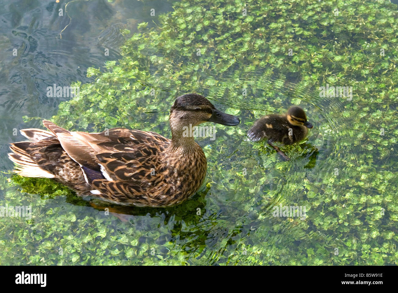 Mallard female and duckling swim in a trout stream in the village of Bibury Gloucestershire England Stock Photo