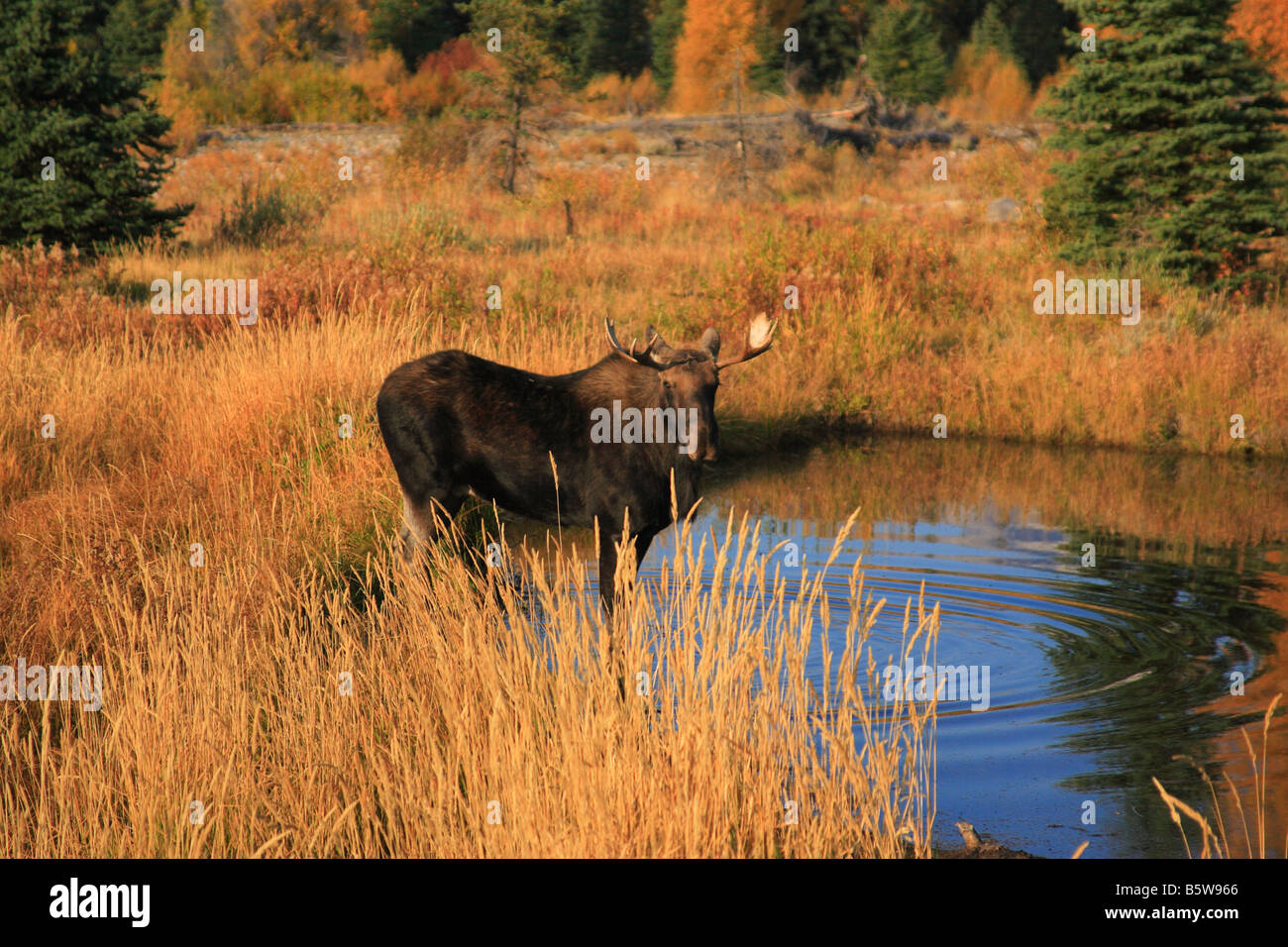 Bull moose in beaver pond in fall. Teton National Park, Wyoming. Stock Photo