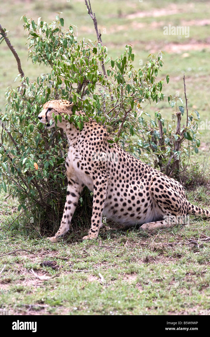 pregnant female cheetah on Masai Mara Kenya Stock Photo Alamy