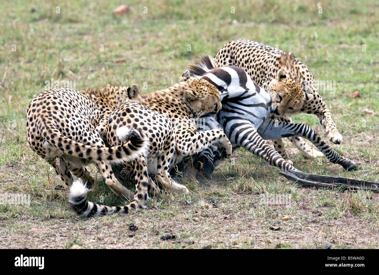 Cheetahs Hunting In Packs