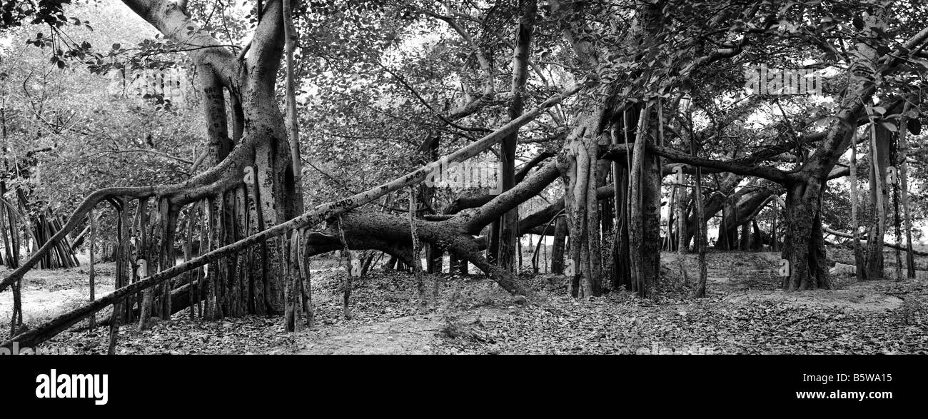 Ficus Benghalensis. Thimmamma Marrimanu banyan tree, Near Kadiri, Andhra Pradesh, India. South india's largest banyan tree. Black and white Stock Photo
