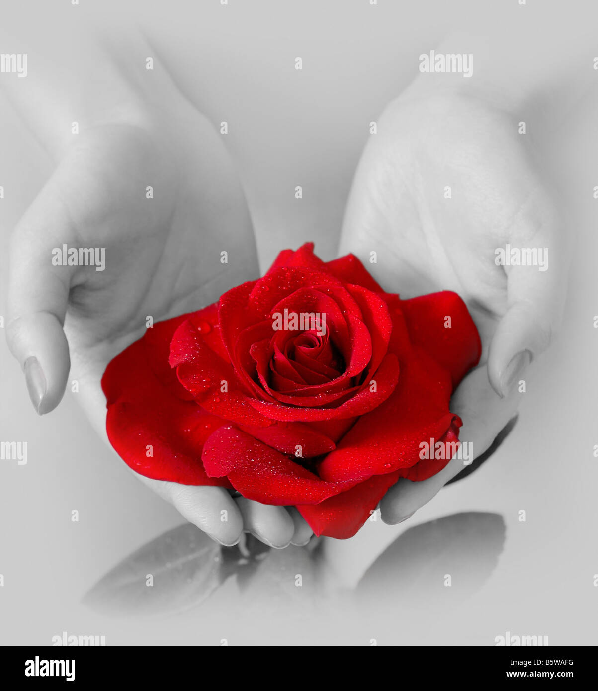 Red rose in woman's hands Stock Photo