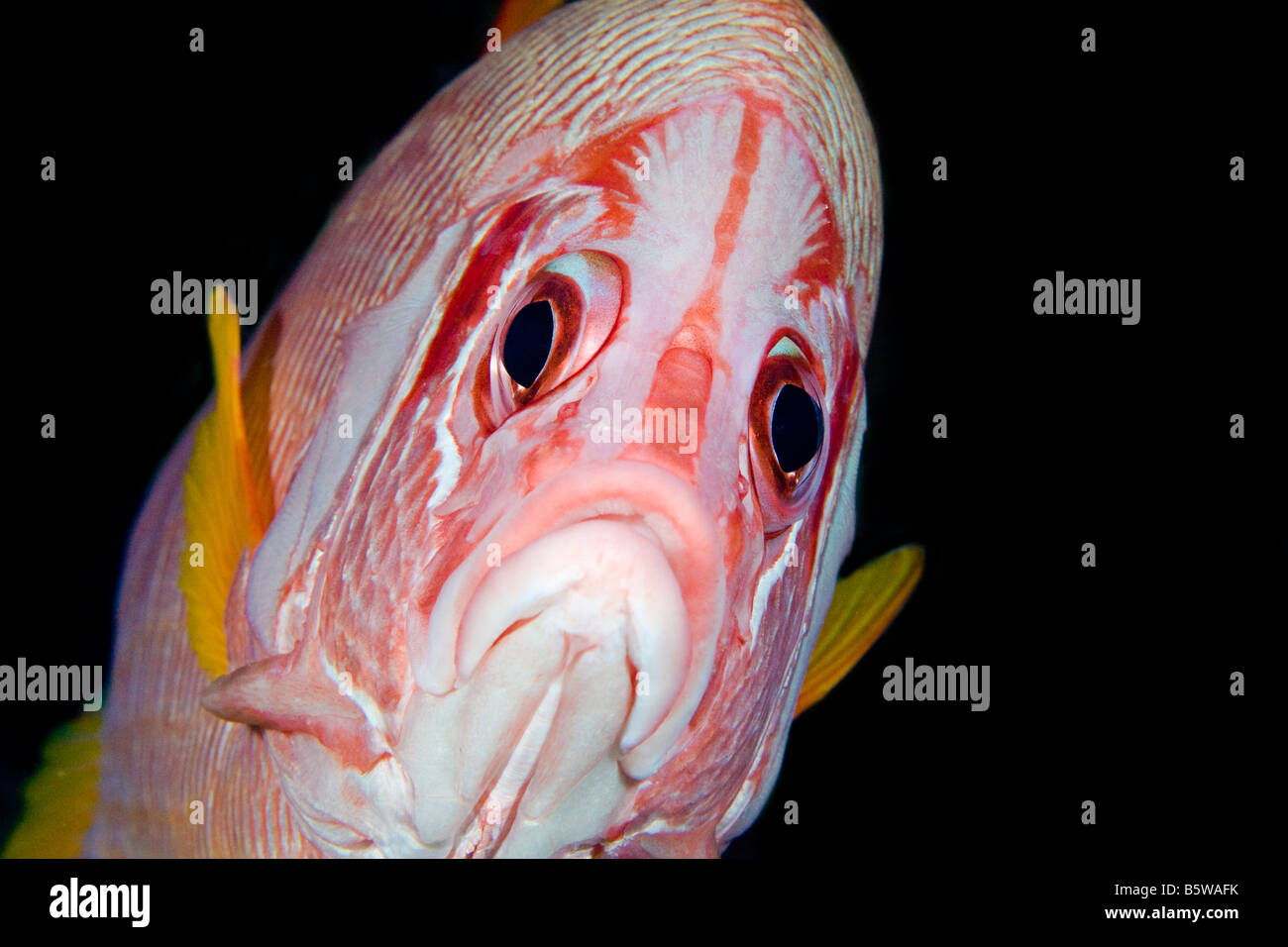 The longjaw squirrelfish, Sargocentron spiniferum, is the largest species of this family, Hawaii. Stock Photo