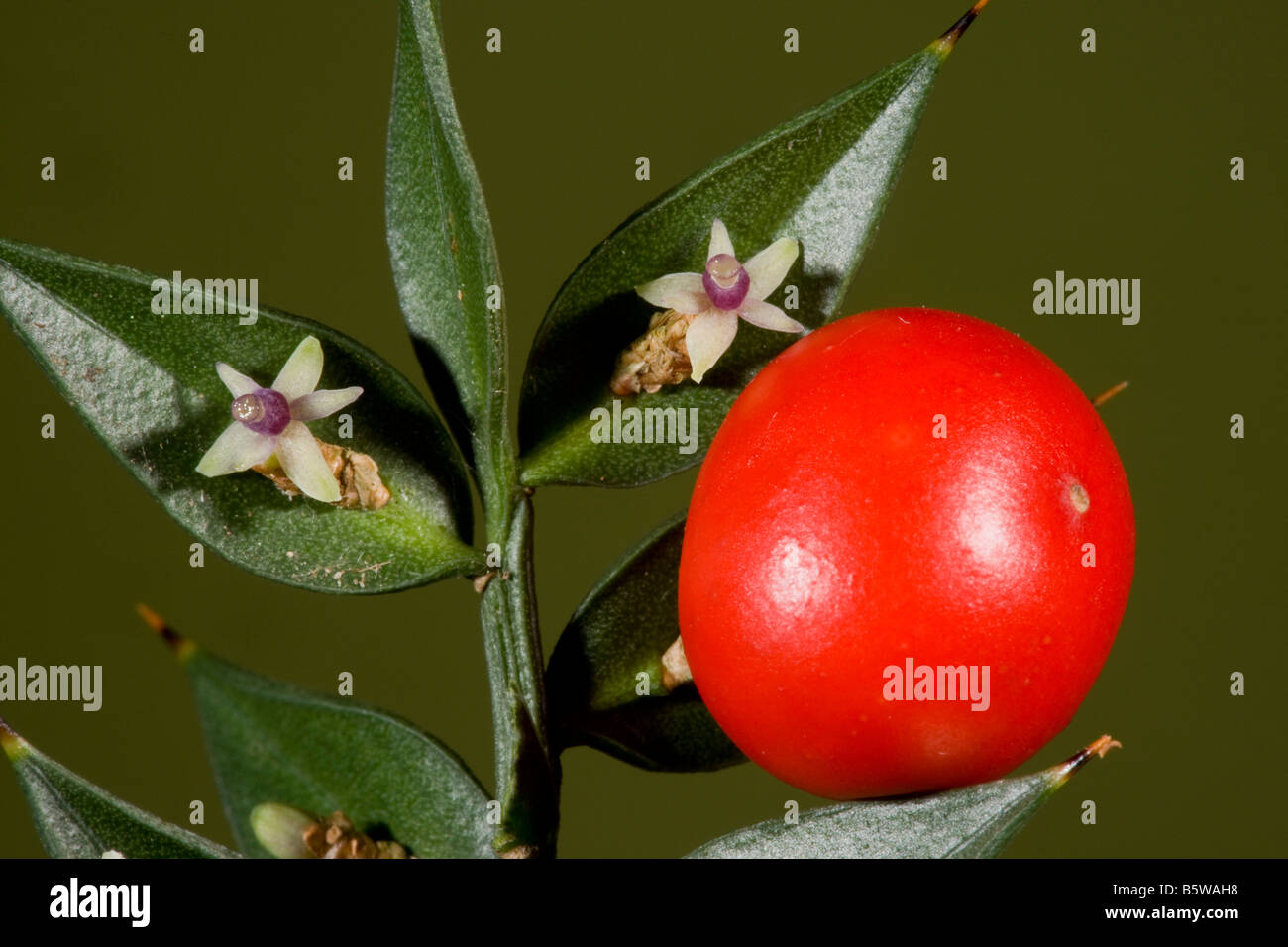 Butcher's Broom Ruscus aculeatus in flower and fruit autumn New Forest Hants Stock Photo