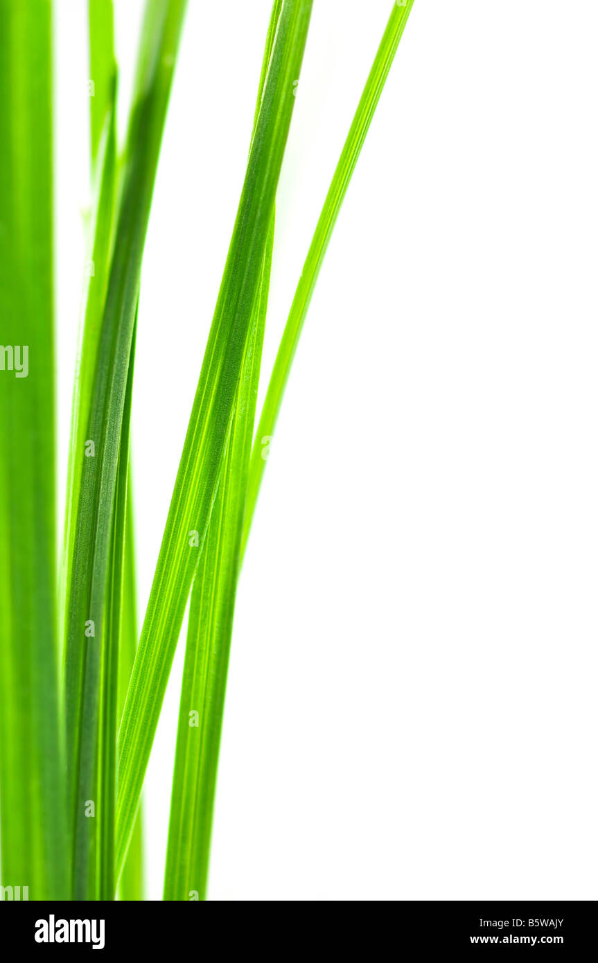 Green grass blades isolated on white background Stock Photo Alamy